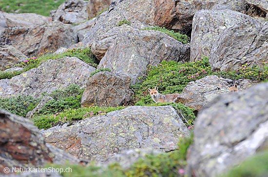 Foto:: Fuchs in voralpiner Umgebung (Foto,Fotos,Bilder,Bild,)