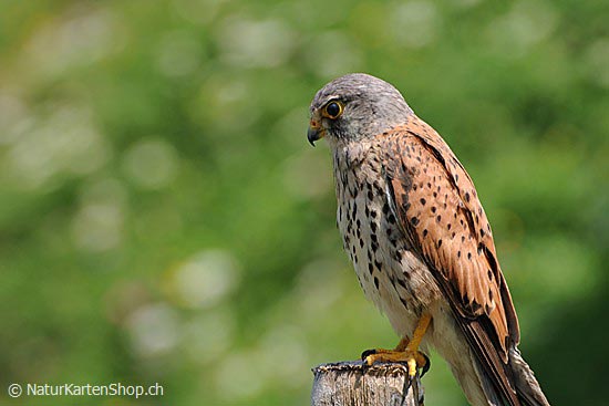 Foto:: Turmfalke (Rüttelflalk) (Foto,Fotos,Bilder,Bild,)