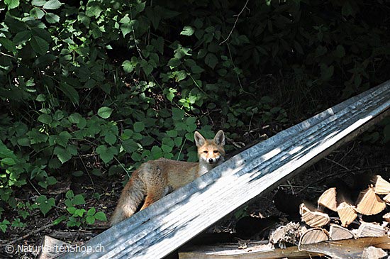 Foto:: Fuchs im Siedlungsgebiet (Foto,Fotos,Bilder,Bild,)