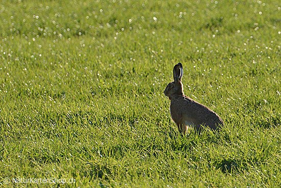 Foto:: Feldhase in Wiese sitzend (Foto,Fotos,Bilder,Bild,)