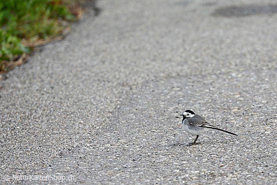 Photo:: Bachstelze (Photo,Photos,Images,Image,)