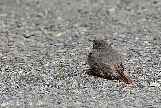 Foto:: Jungvogel (Foto,Fotos,Bilder,Bild,)