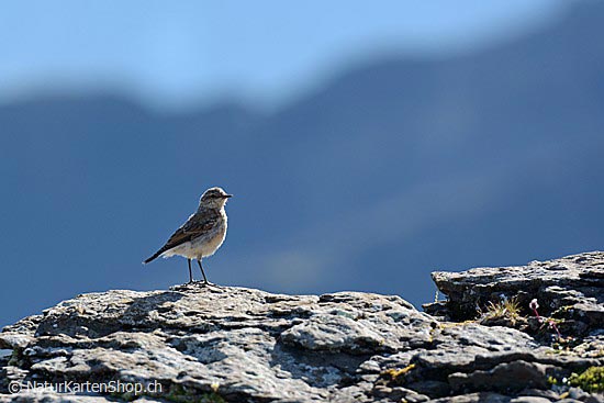 Foto:: Vogel (Foto,Fotos,Bilder,Bild,)