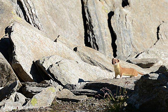 Foto:: Hermelin (Foto,Fotos,Bilder,Bild,)