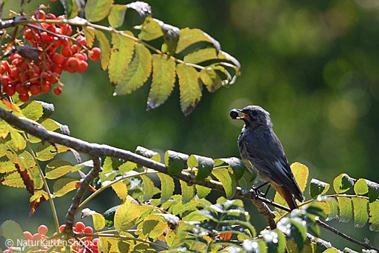 Photo:: Vogel mit Beere im Schnabel (Photo,Photos,Images,Image,)