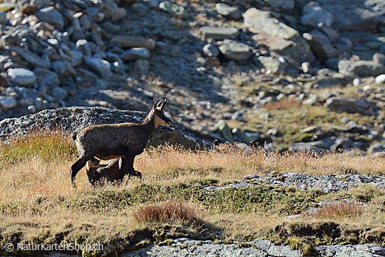 Foto:: Gämse (Foto,Fotos,Bilder,Bild,)