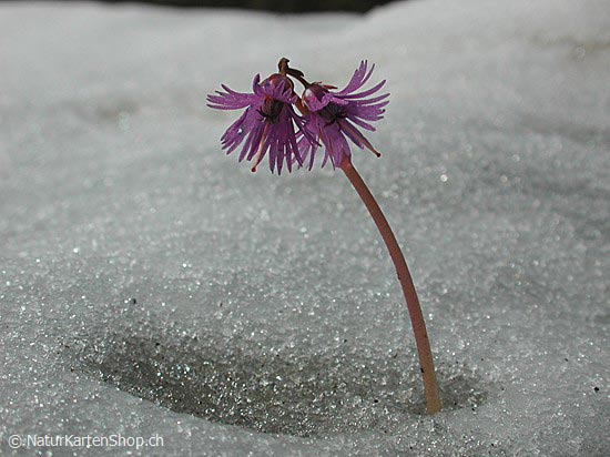 Foto:: Alpen-Soldanelle (Foto,Fotos,Bilder,Bild,)