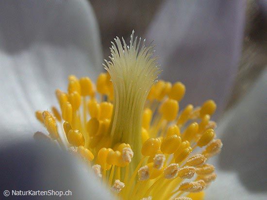 Foto:: Pelzanemone (Foto,Fotos,Bilder,Bild,)