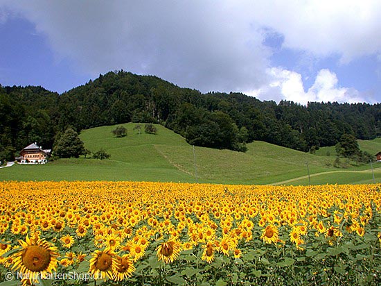 Foto:: Sonnenblumenfeld (Foto,Fotos,Bilder,Bild,)