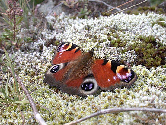 Foto:: Tagpfauenauge (Schmetterling) (Foto,Fotos,Bilder,Bild,)