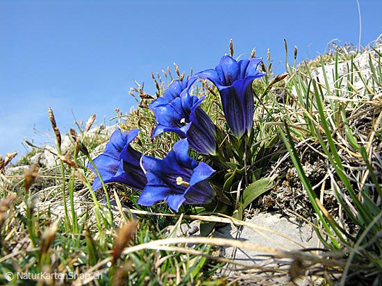 Foto:: Enzian (Foto,Fotos,Bilder,Bild,)