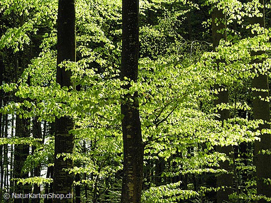 Foto:: Frühlingswald (Foto,Fotos,Bilder,Bild,)