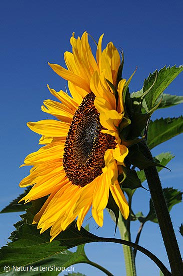 Foto:: Geburtstagskarte: Sonnenblume (Foto,Fotos,Bilder,Bild,)