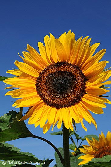 Foto:: Sonnenblume (Foto,Fotos,Bilder,Bild,)