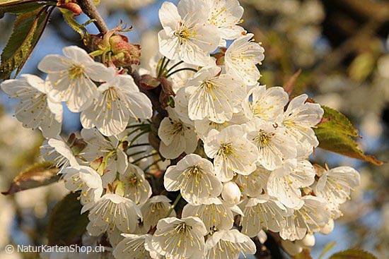 Foto:: Kommunionskarte: Kirschbaumblüten (Foto,Fotos,Bilder,Bild,)