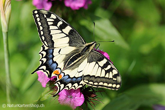 Foto:: Schwalbenschwanz (Schmetterling) (Foto,Fotos,Bilder,Bild,)