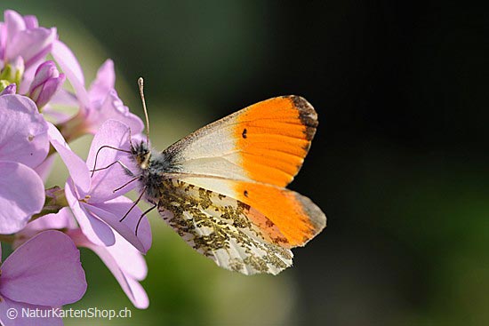 Foto:: Aurorafalter (Schmetterling) (Foto,Fotos,Bilder,Bild,)
