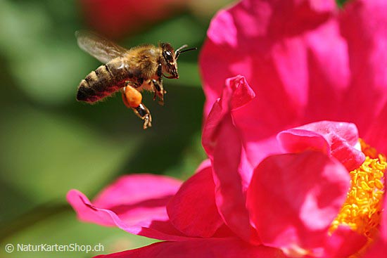 Foto:: Biene im Anflug auf eine Rosenblüte (Foto,Fotos,Bilder,Bild,)