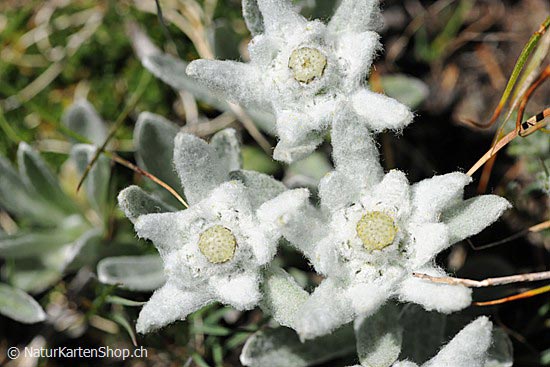 Foto:: Edelweiss (Foto,Fotos,Bilder,Bild,)