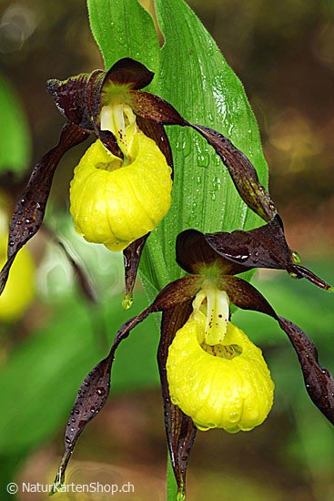 Foto:: Frauenschuh (Orchidee) (Foto,Fotos,Bilder,Bild,)