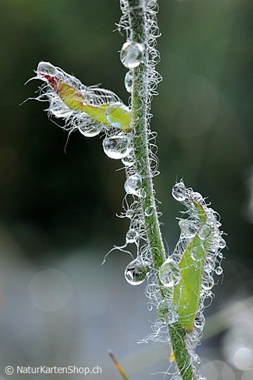 Foto:: Tautropfen an Halm (Foto,Fotos,Bilder,Bild,)
