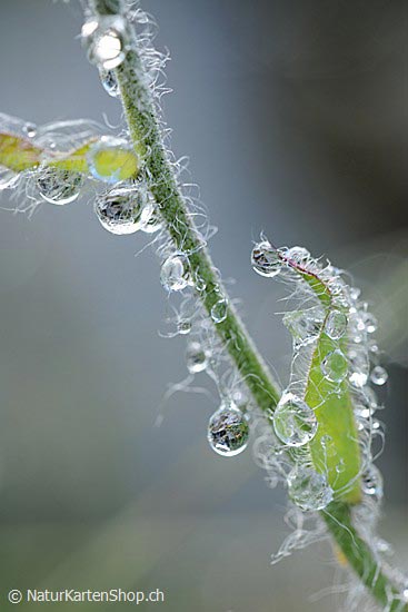 Foto:: Tautropfen an Halm (Foto,Fotos,Bilder,Bild,)
