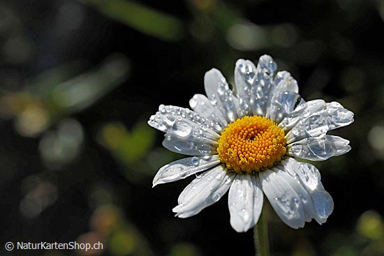 Foto:: Wassertropfen auf Blüte einer Margerite (Foto,Fotos,Bilder,Bild,)
