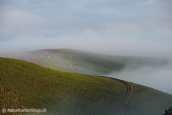 Foto:: Linien in Hügellandschaft an der Nebelgrenze (Foto,Fotos,Bilder,Bild,)