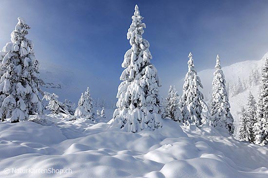 Foto:: Tief verschneiter Bergwald (Foto,Fotos,Bilder,Bild,)