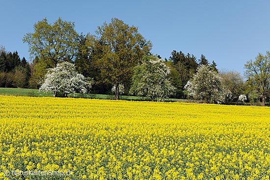 Foto:: Blühendes Rapsfeld vor blühenden Bäumen (Foto,Fotos,Bilder,Bild,)