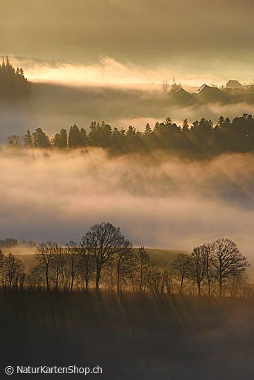 Foto:: Baumreihe im Gegenlicht (Nebelstimmung) (Foto,Fotos,Bilder,Bild,)