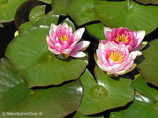 Foto:: Hybrid-Seerose (Foto,Fotos,Bilder,Bild,)