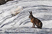 Foto C074555: Feldhase