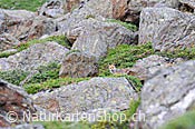 Foto C086252: Fuchs in voralpiner Umgebung