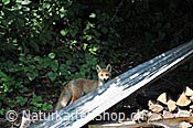 Foto C086426: Fuchs im Siedlungsgebiet