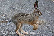 Foto C097277: Feldhase