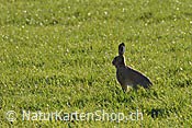 Foto C102176: Feldhase in Wiese sitzend
