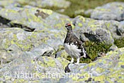 Foto C104369: Schneehuhn (Männchen)