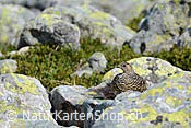 Foto C104374: Schneehuhn (Weibchen)