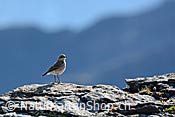 Foto C107395: Vogel