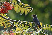 Foto C108811: Vogel mit Beere im Schnabel