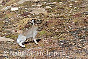 Foto C110207: Schneehase