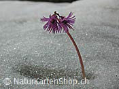 ID: 209: Alpen-Soldanelle