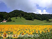 Foto ESCN3255: Sonnenblumenfeld