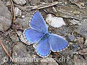Foto F002882: Bläuling (Schmetterling)