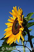 ID: 209: Geburtstagskarte: Sonnenblume