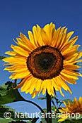 Foto F060873: Sonnenblume