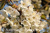 ID: 209: Kommunionskarte: Kirschbaumblüten