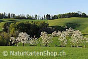 ID: 209: Blühender Baumgarten in frühlingshafter Hügellandschaft