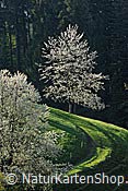 Foto F066784: Blühender Baum